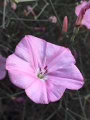 Convolvulus dorycnium