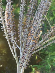 Amorpha paniculata