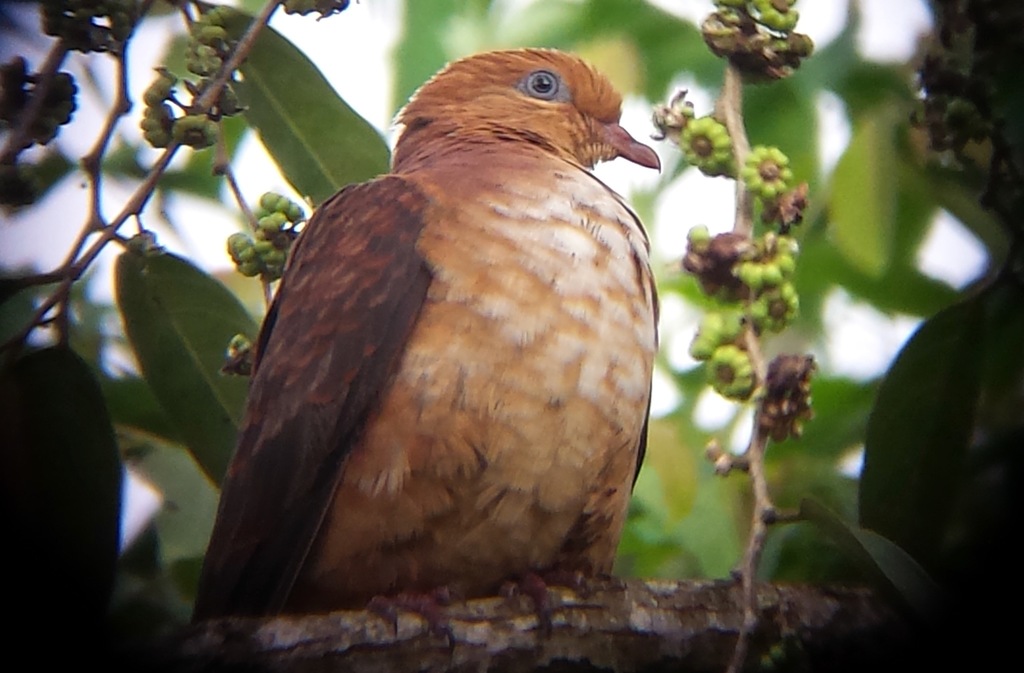 Little Cuckoo-Dove