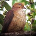 Little Cuckoo-Dove - Photo (c) Jay VanderGaast, some rights reserved (CC BY-NC-ND), uploaded by Jay VanderGaast