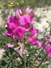 Hedysarum ucrainicum