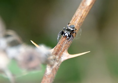 Metaphidippus manni
