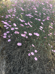 Convolvulus dorycnium