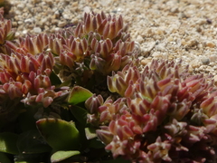 Polycarpon alsinifolium