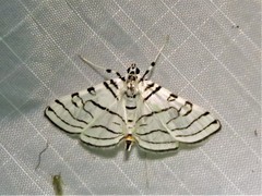 Conchylodes concinnalis