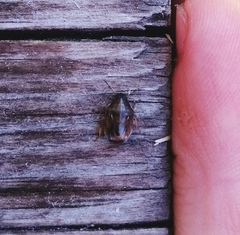 Neottiglossa pusilla