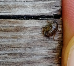 Neottiglossa pusilla