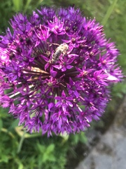 Apis mellifera