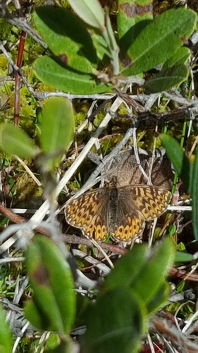 Freija Fritillary photo 5
