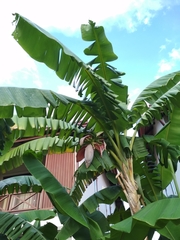 Musa