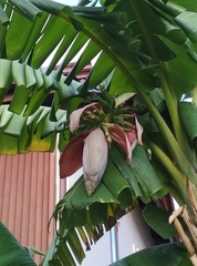 Musa