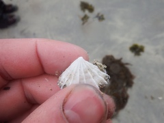 Puncturella cucullata