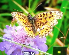 Boloria selene
