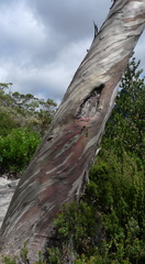 Eucalyptus coccifera