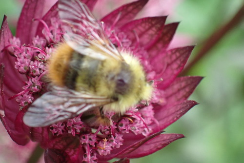 Fuzzy-Horned Bumble Bee