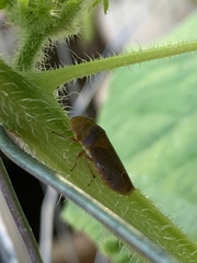 Oncometopia hamiltoni