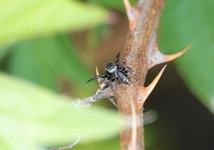 Metaphidippus manni