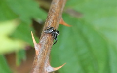 Metaphidippus manni