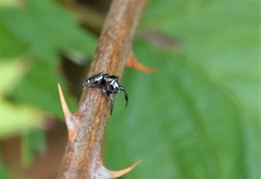 Metaphidippus manni