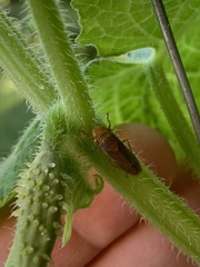 Oncometopia hamiltoni