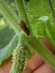 Oncometopia hamiltoni