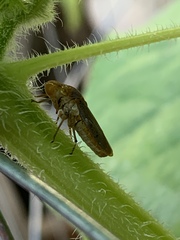 Oncometopia hamiltoni