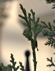 Phaeostigma