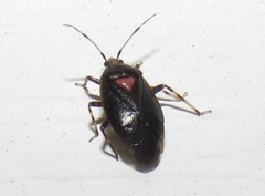 Deraeocoris sayi