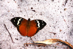 Aterica rabena