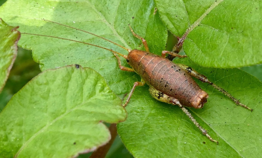 Gammarotettix genitalis