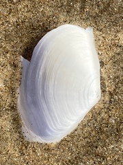 Macoma nasuta