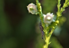 Phaeostigma