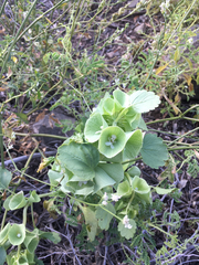 Moluccella laevis