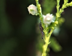 Phaeostigma