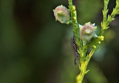 Phaeostigma