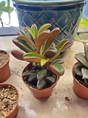 Peperomia graveolens