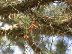 Dendrophylax porrectus