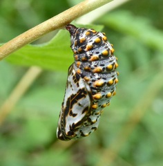 Euphydryas chalcedona