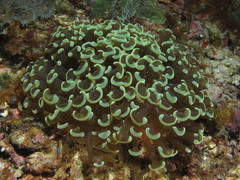 Fimbriaphyllia ancora