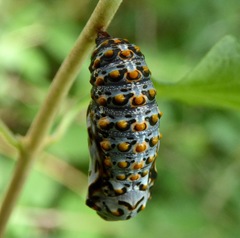 Euphydryas chalcedona