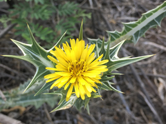 Scolymus maculatus