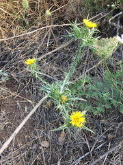 Scolymus maculatus