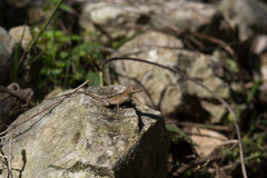 Anolis cybotes