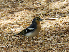 Fringilla coelebs palmae