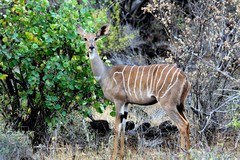 Tragelaphus imberbis