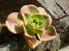 Aeonium nobile