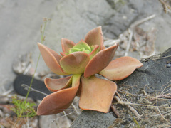 Aeonium nobile