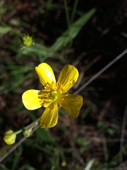 Ranunculus forreri