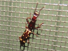 Arrhenodes minutus