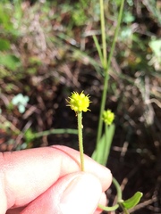 Ranunculus forreri